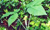 Photo of Jack-In-The-Pulpit green/violet a 8-12" (goes dormant)