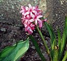 Photo of Hyacinth 'Pink Pearl' pink a 8-10"