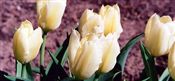 Photo of a Tulip 'Ivory Floradale'(M) ivory a 22-24"