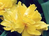 Photo of a Tulip 'Monte Carlo'(E) yel/dbl a 10-12"