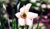 Photo of a Daffodil 'Actaea'(M) wht/orng aM 18"
