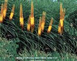 Photo of Foxtail Lily, Desert Candle yellow J 3-5'