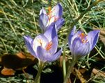 Photo of Crocus, Fallflowering lilac-blue O 6"
