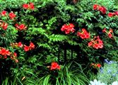 Photo of a Vine-Trumpet Vine orange J 25'