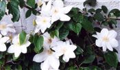 Photo of a Vine-Clematis 'Henryi' white jJA 10'