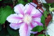 Photo of a Vine-Clematis 'Nelly Moser' pale pk J 10'