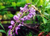 Photo of a Vine-Wisteria, Chinese blue/violet aM 30'