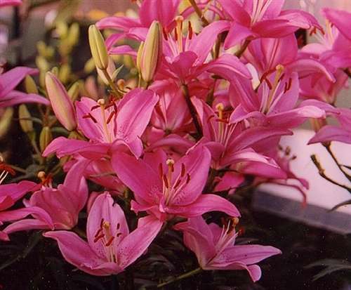 Photo of an Asiatic Lily - 'Cote d'Azur'