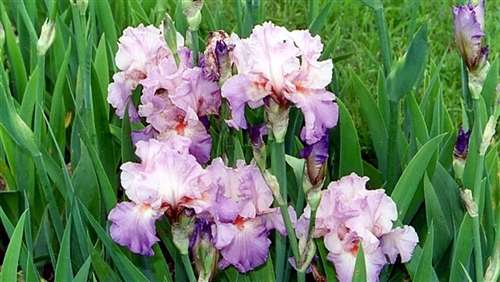 Photo of a Reblooming Bearded Iris - 'Jennifer Rebecca'