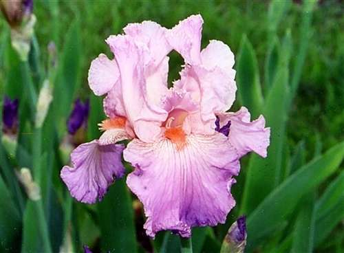 Photo of a Reblooming Bearded Iris - 'Jennifer Rebecca'