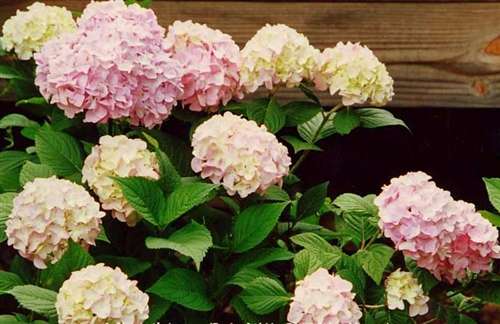 Photo of a Shrub - Hydrangea, Nikko Blue