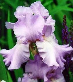 Photo of Plants - Victoria Bearded Iris