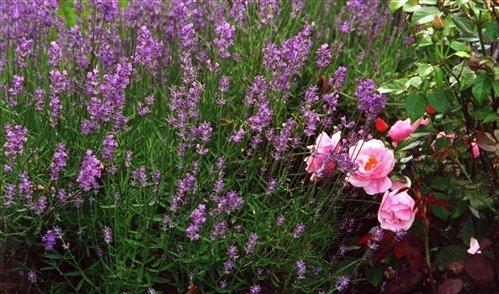 Photo of Lavender - Munstead variety