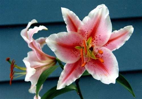 Photo of an Oriental Lily - 'Stargazer'
