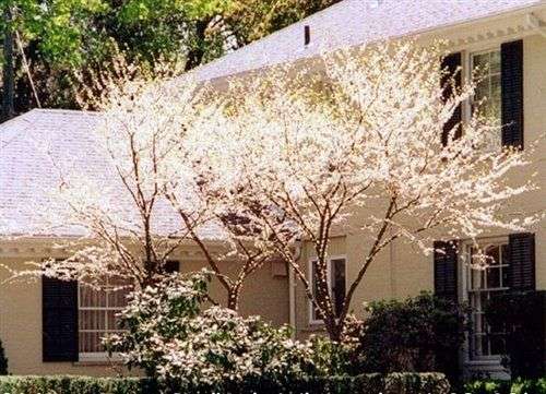 Photo of a Tree - White Redbud