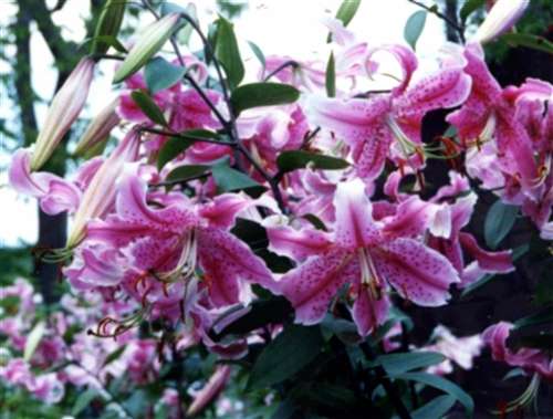 Photo of an Oriental Lily - 'Rubrum'