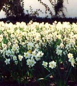 Photo of Plants - Mount Hood Daffodil