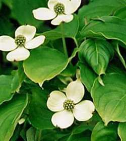 Photo of Plants - Kousa Dogwood Flowering Tree