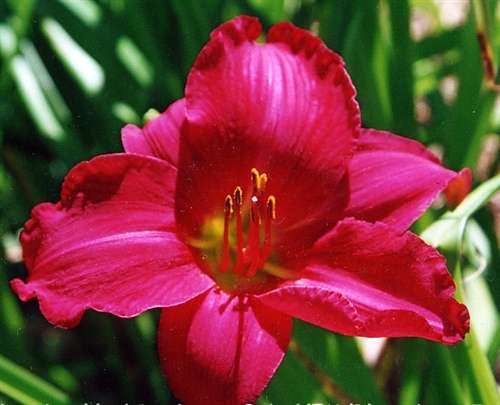 Photo of a Daylily - 'Cranberry Baby'