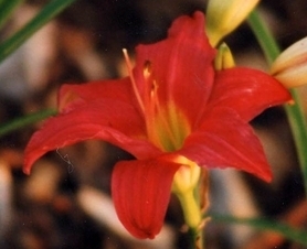 Photo of a Daylily - 'Little Business'