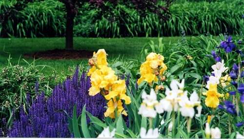 Photo of an English Garden "Marriage" Example