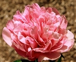 Photo of a Peony - Salmon Glory