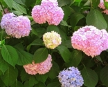 Photo of a Hydrangea - Pink, Purple, Blue - Nikko Blue Variety