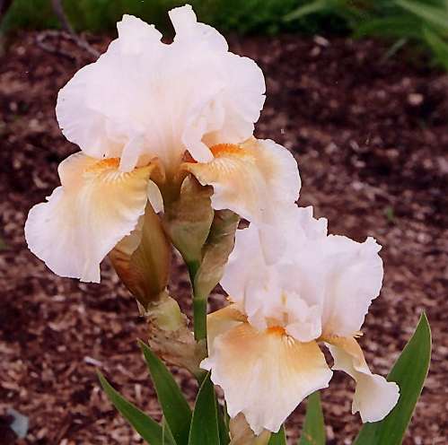 Photo of a Reblooming Bearded Iris - 'Coral Chalice'