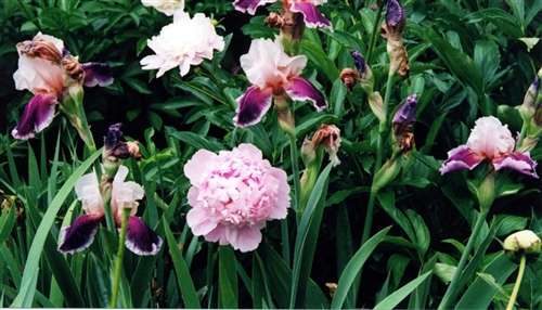 Photo of an English Garden Example - Peonies & Bearded Iris